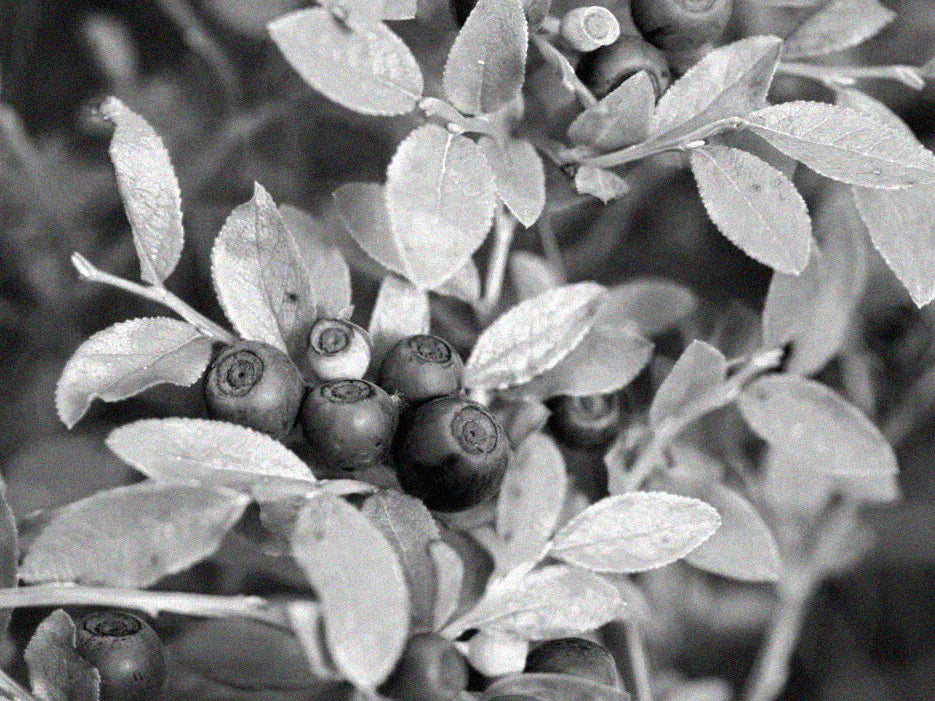 The benefits of bilberry for women