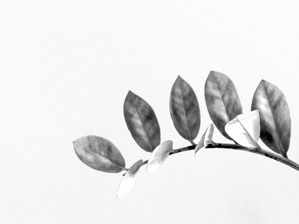 Calcium: what you should know in Sanbera supplements