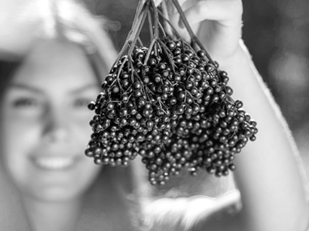 Black elderberry benefits