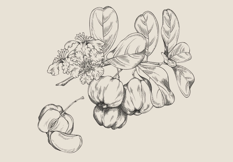 Acerola