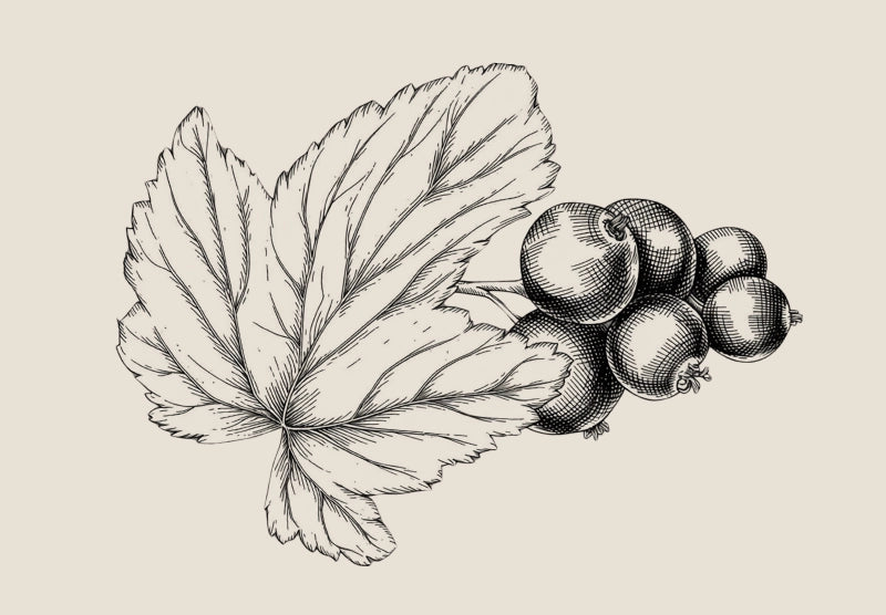 Black Elderberry
